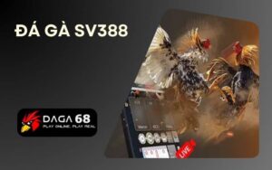 Đá gà SV388